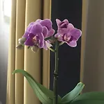 דירה Toledo Boutique נאפולי