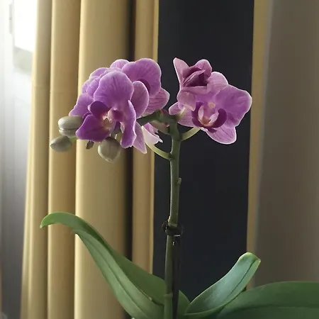 Διαμέρισμα Toledo Boutique Νάπολη